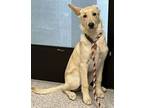 Adopt Allie Gator a Shepherd, Mixed Breed