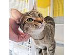 Adopt Whisper a Tabby