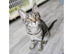 Adopt Avril a Tabby
