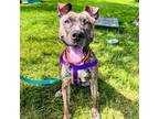Adopt Blossom a Pit Bull Terrier