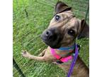 Adopt Canela a Pit Bull Terrier