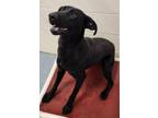 Adopt Ember a Pharaoh Hound, Labrador Retriever