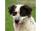 Adopt Ellie a Australian Shepherd, Mixed Breed