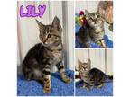 Adopt Lilly - NN a Domestic Short Hair
