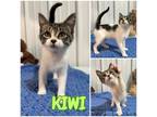 Adopt Kiwi - NN a Domestic Short Hair