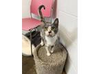Adopt Swan a Domestic Short Hair