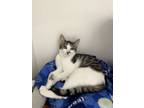 Adopt Kitty Klaws a Domestic Short Hair