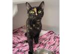 Adopt Neo a Domestic Short Hair