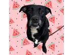 Adopt Mandy a Labrador Retriever, Mixed Breed
