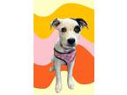 Adopt Denali a Cattle Dog, Mixed Breed