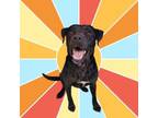 Adopt Azalea a Labrador Retriever, Mixed Breed
