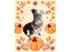 Adopt Maeve a Pit Bull Terrier, Mixed Breed
