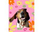 Adopt Karen a Coonhound, Mixed Breed