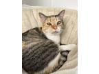 Adopt Callie a Domestic Short Hair