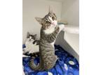 Adopt Skye a Domestic Short Hair