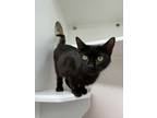 Adopt Jasmine a Domestic Short Hair