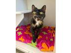 Adopt Reese a Domestic Short Hair