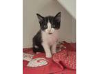 Adopt Buffy a Domestic Short Hair