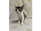 Adopt Beck a Domestic Short Hair