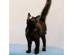Adopt Freya a Domestic Medium Hair