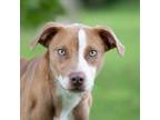 Adopt Ginger a Pit Bull Terrier