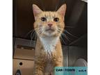 Adopt Meredith Quill a Domestic Short Hair