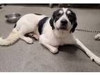 Adopt Jill a Great Pyrenees