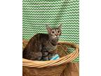 Adopt Popper a Domestic Short Hair