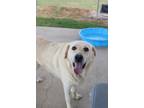 Adopt Shelby a Labrador Retriever, Great Pyrenees