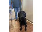 Adopt Dixie a Labrador Retriever