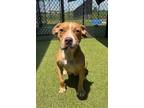 Adopt Sunny a Boxer