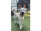 Adopt Ms Cletus a Chow Chow, Pit Bull Terrier