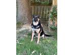 Adopt Zaniah a German Shepherd Dog
