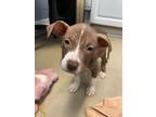 Adopt Lucy a Pit Bull Terrier