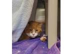Adopt Reesie a Domestic Short Hair