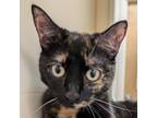 Adopt Bayleaf a Domestic Short Hair