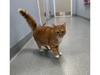 Adopt Uranus a Domestic Short Hair