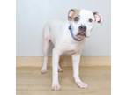 Adopt Honey D17024 a Boxer