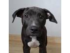 Adopt Jackie D17238 a Labrador Retriever