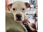 Adopt Bea D17025 a Boxer