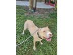 Adopt Topaz a Pit Bull Terrier, Mixed Breed