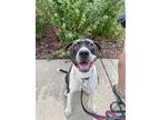 Adopt BiBo a Australian Cattle Dog / Blue Heeler