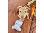 Adopt Diva a American Staffordshire Terrier, Mixed Breed