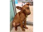 Adopt Chip a Labrador Retriever, Terrier