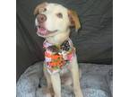 Adopt Lavendar 071803N a Yellow Labrador Retriever, Mixed Breed