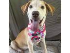 Adopt Violet 071802N a Yellow Labrador Retriever, Mixed Breed