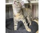 Adopt Blueberry a Domestic Short Hair