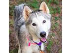 Adopt Opal a Husky