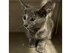 Adopt Hoopla a Domestic Short Hair, Manx
