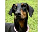 Adopt Callie a Doberman Pinscher, Mixed Breed